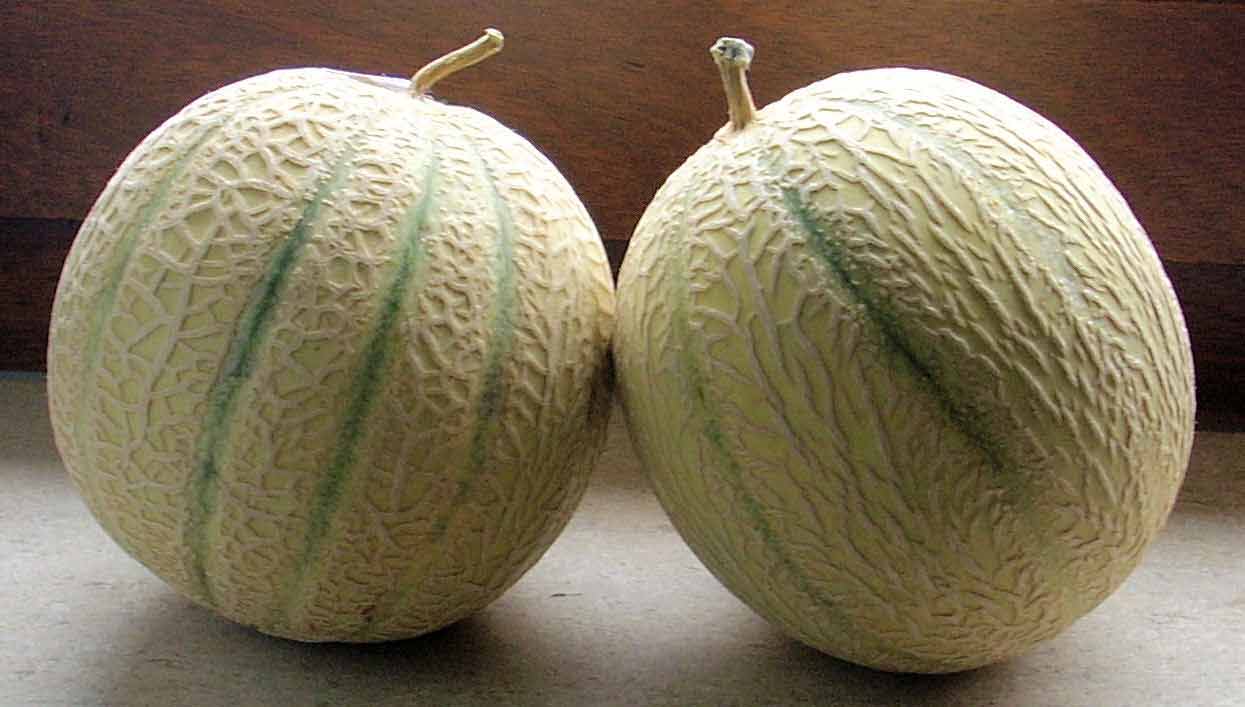 Two melons sitting side-by-side